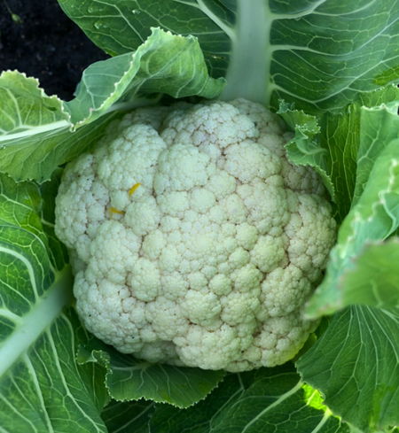 Cauliflower (small)
