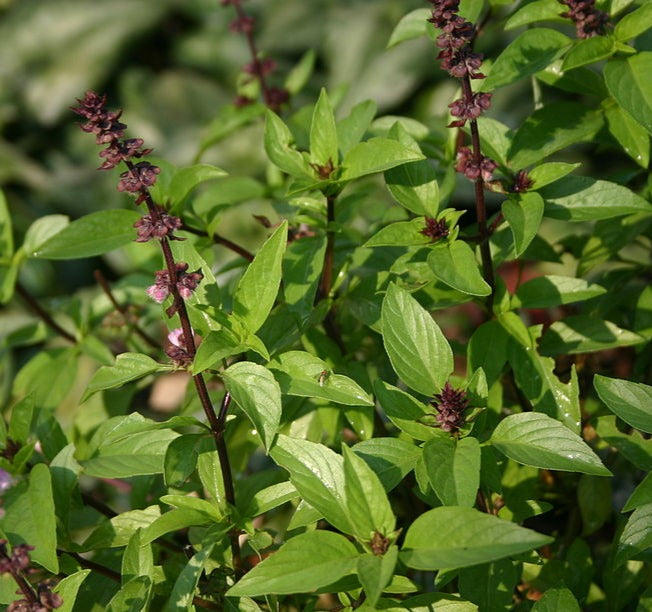 Thai basil, 1 bunch