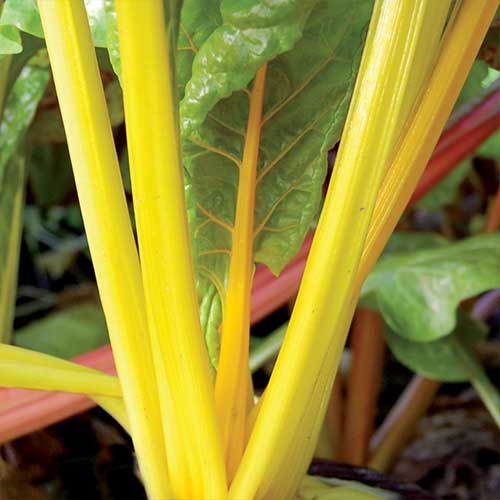 Chard, gold (1 bunch)