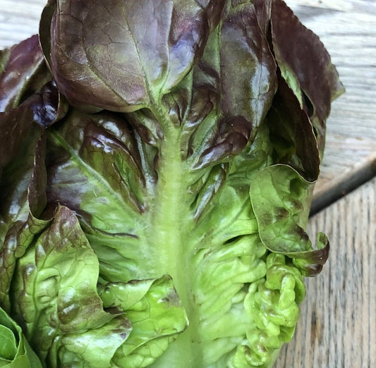 Lettuce, one baby head (different types, red and green)