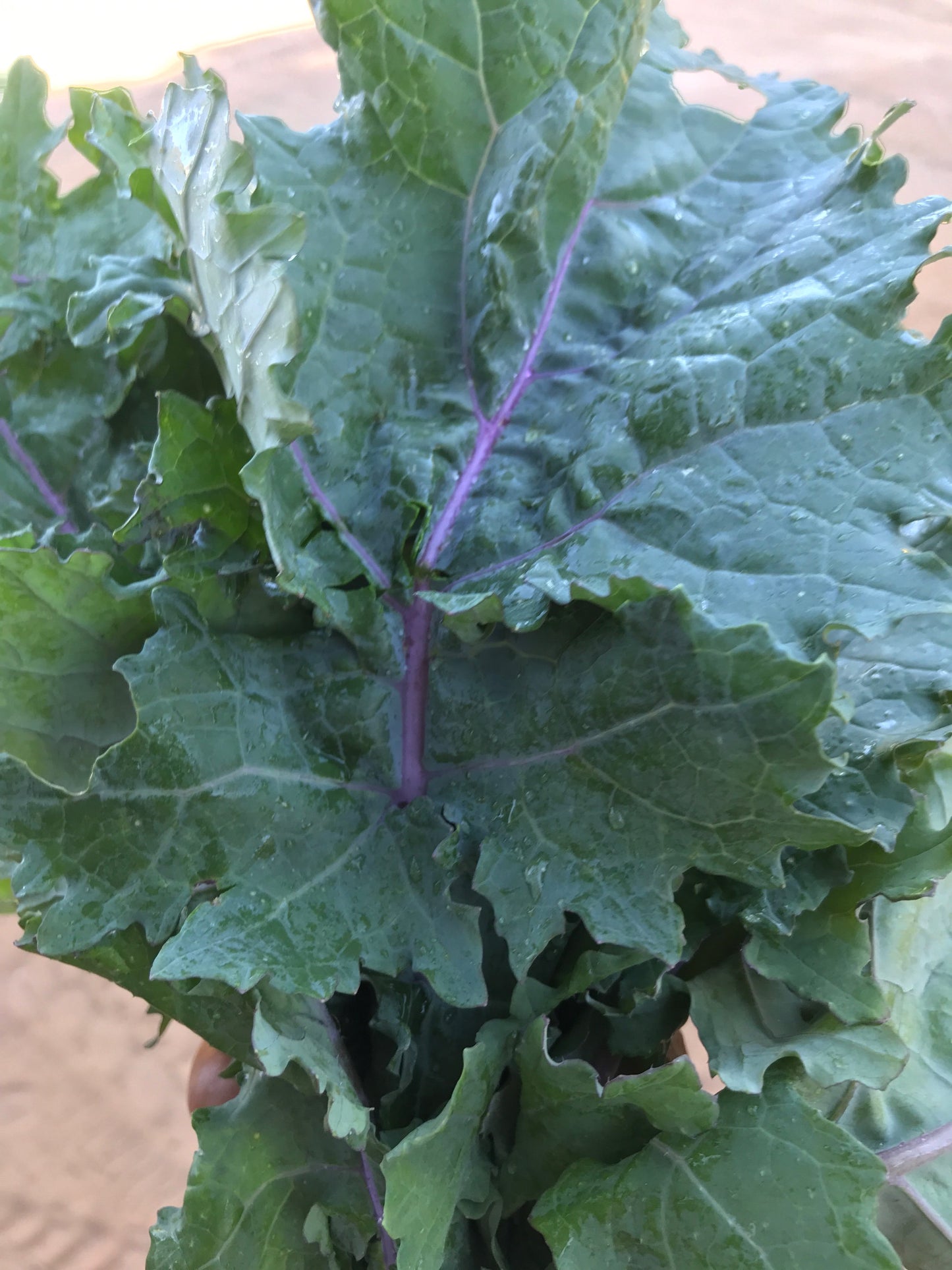 Russian Kale, one bunch