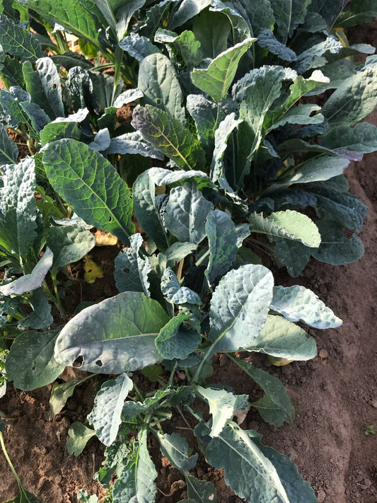 Kale, one bunch (various)