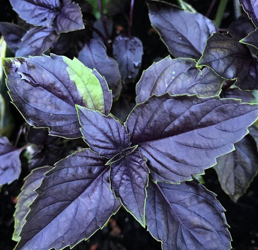 Purple basil, 1 bunch