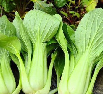 Small bok choy, 2 pieces