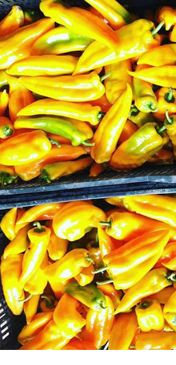 Peppers, sweet: 2 (cornito giallo)