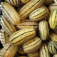 Delicata squash