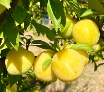 Plums, shiro (3: about 1/2 lb)