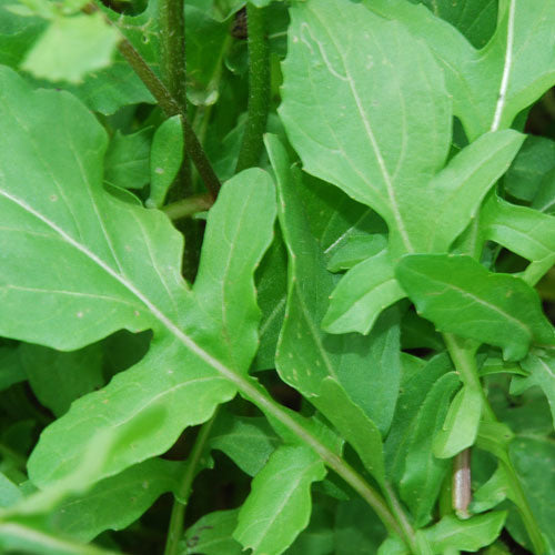 Rocket Arugula (1 bunch)