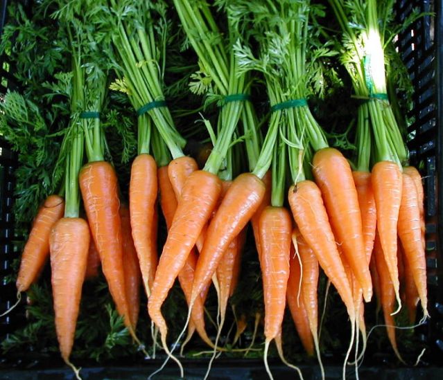 Carrots, white, purple, yellow or orange