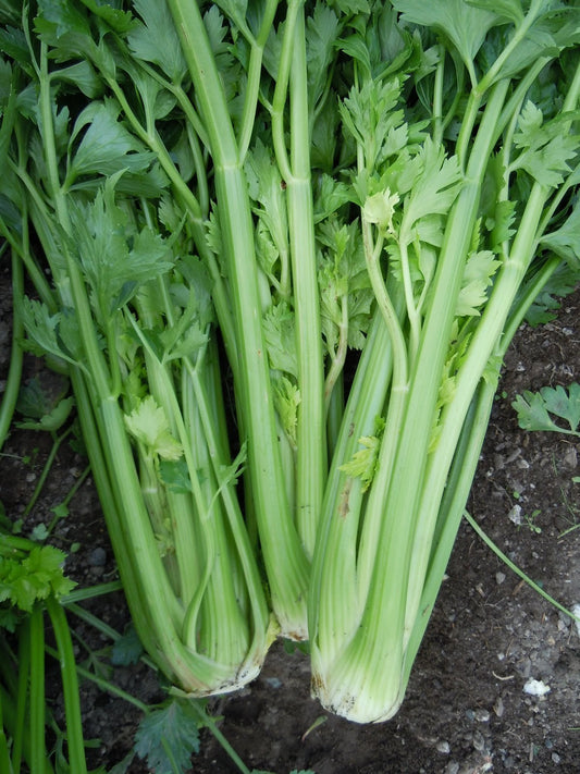 Celery