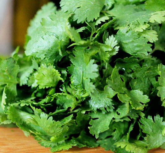 Cilantro, one bunch