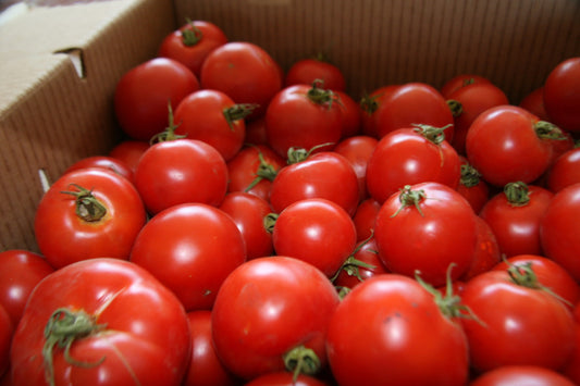 Early girl tomatoes ( for sauce) 10 lbs