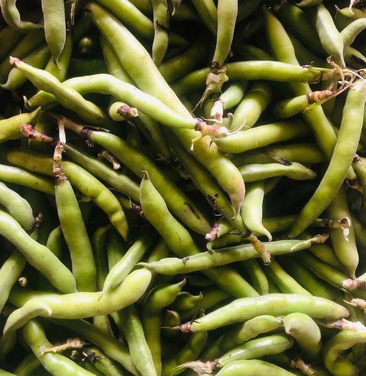 Fava Beans, 1 lb