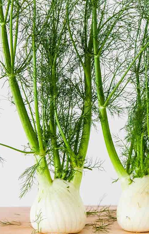 Fennel, one bulb