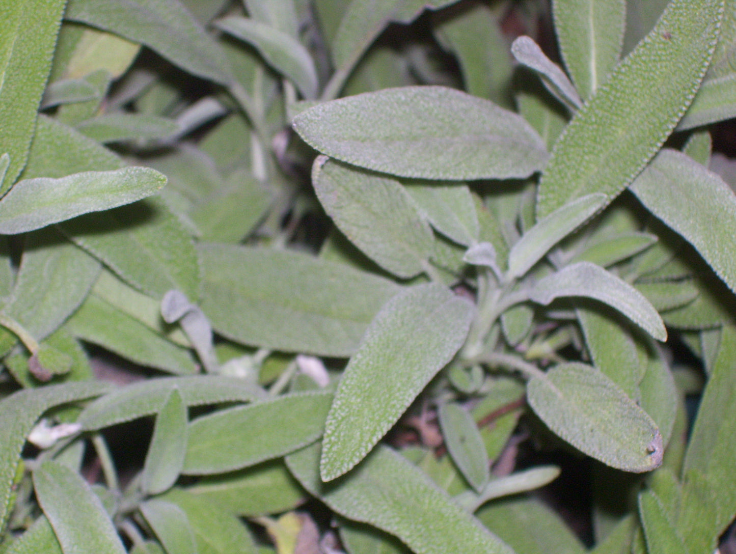 sage bunch