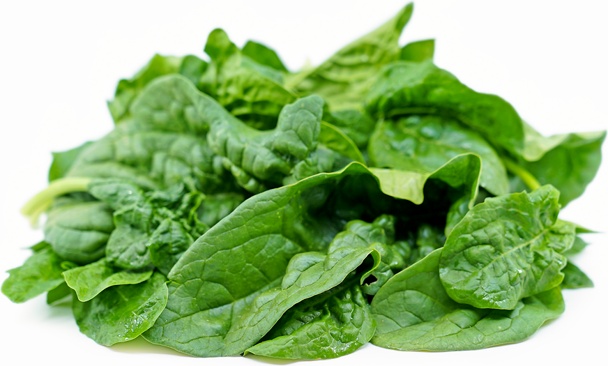 Spinach, savoy