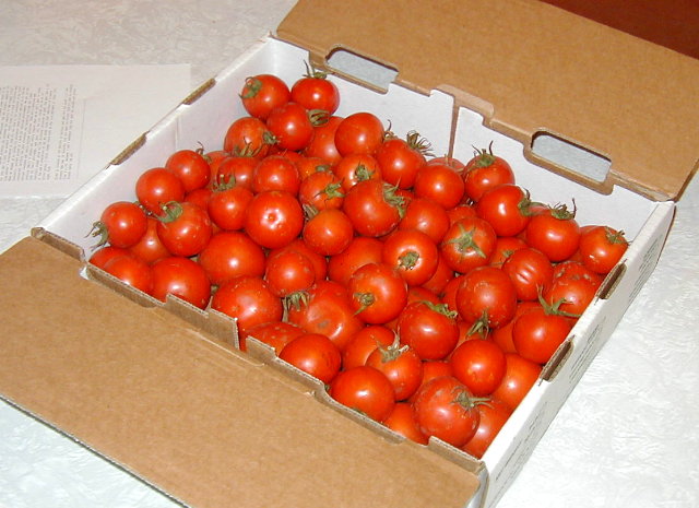 Ripe Early girl tomatoes (#2's for sauce) - dry-farmed, 20 lbs