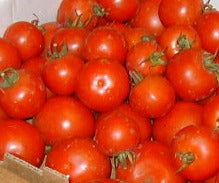 Early Girl Tomatoes, 1 lb